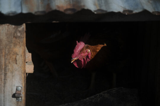 Contrats Shot of a Rooster at Dawn Inside a Barn