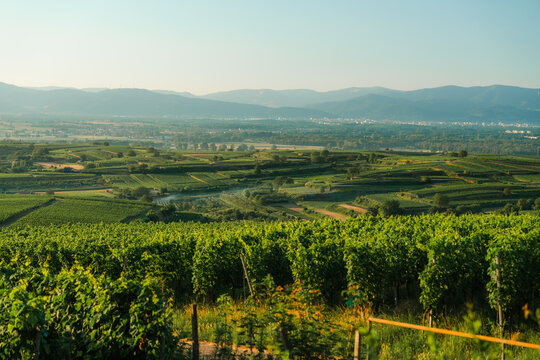 Serene view of vineyards in summer 