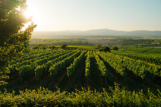 Serene view of vineyards in summer 