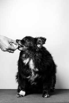 Black dog