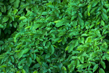 Nature wallpaper with leaves. Leaves spread out in the area. Green leaves, desktop, wallpaper. Leaves in a thicket, summer, season.