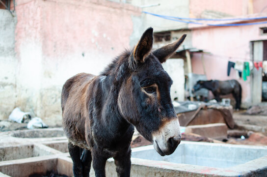 Marrakech