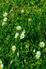 Daisies in green grass captured from a top view. Tiny meadow flowers with white petals.