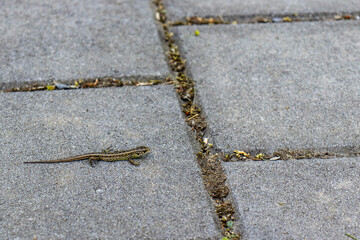 Small green lizard in the wild. A lizard on a cobblestone pavement near a human dwelling. Lizard,...