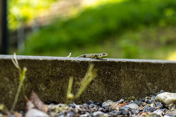 A small green lizard on the curb. Green lizard in the wild. Lizard on the edge of the sidewalk. Reptile, lizard, green, wild animal
