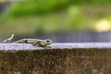 A small green lizard in the wild. A lizard captured from ground level. Lizard on the bollard. Reptile, animal, lizard, wild animal.
