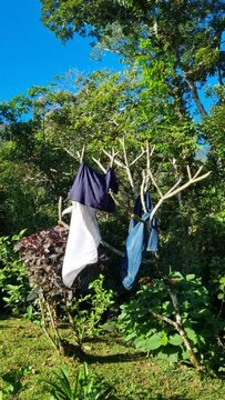 Prendas de ropa mojada cuelgan de las ramas de un &aacute;rbol para secarlas con el sol y la brisa