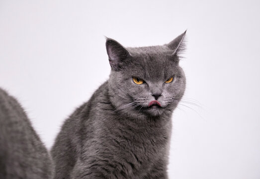 Cute blue cat in front of white wall