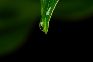 water drop on leaf closeup