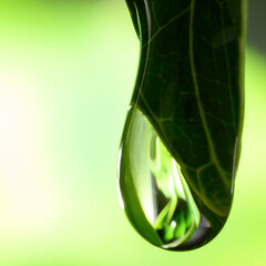 green leaf with water drop closeup