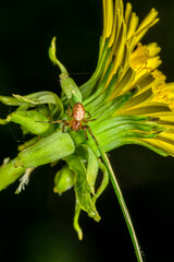 closeup of a spider on a dandelion