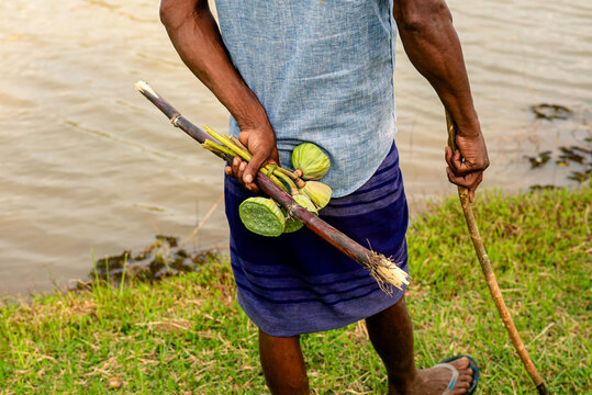 Buffalo herder in Sri Lanka