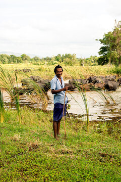 Buffalo herder in Sri Lanka