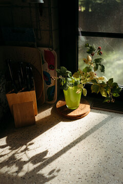A sunlit plant in a vase on the kitchen table