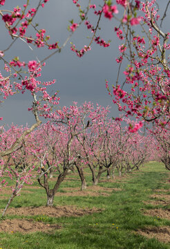 Blossoming Orchard Row