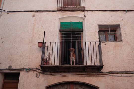Watchful Dog on Balcony