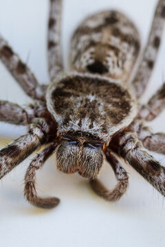 Extreme macro close-up of a wolf spider