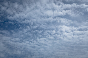 Cirrocumulus clouds in the blue sky. 