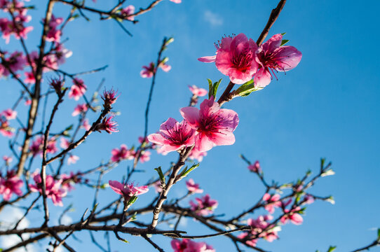 Peach blossom