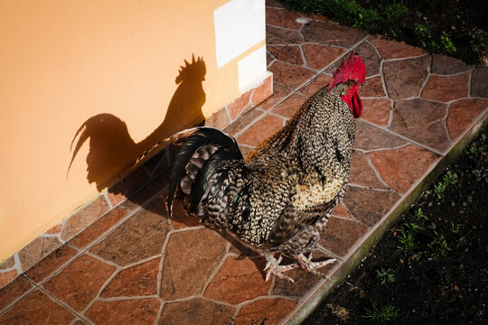 A rooster