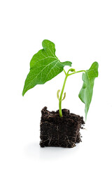 Seedling bean sprouts isolated on white