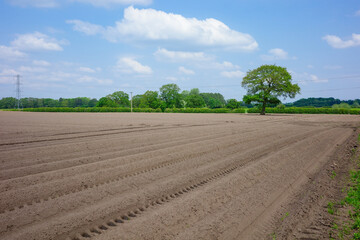 Freshly plowed field under blue sky with clouds, bordered by green trees and a prominent single tree
