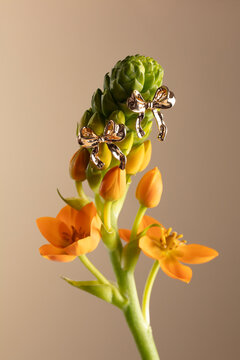 Coquette earrings
