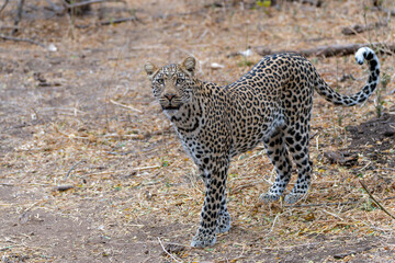 Leopard (Panthera Pardus) hanging around and searching for food in Mashatu Game Reserve in the Tuli Block in Botswana 