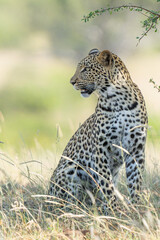 Leopard (Panthera Pardus) hanging around and searching for food in Mashatu Game Reserve in the Tuli Block in Botswana 