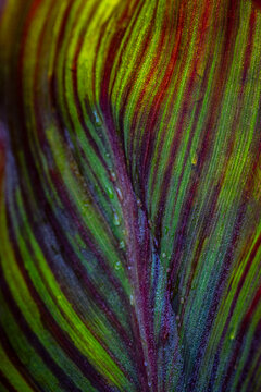 canna leaf with dew