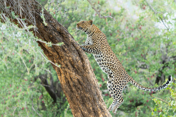 Leopard (Panthera Pardus) hanging around and searching for food in Mashatu Game Reserve in the Tuli...