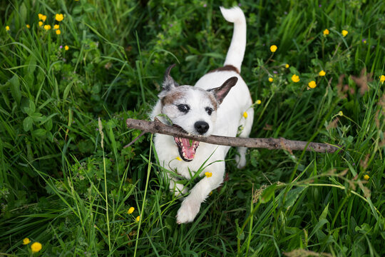 Dog playing in the grass