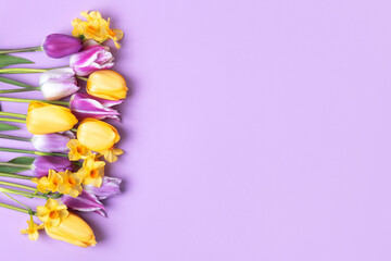 Spring flower of purple and yellow tulips and yellow daffodils on a purple background with a place for text. Flat lay, copy space