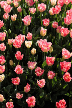 Pretty pink tulips in april