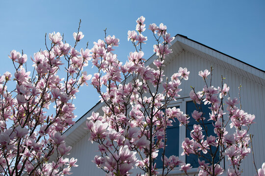 Blooming Magnolia fLowers agains House