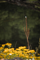 Bird resting among flowers