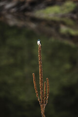 Swallow perched on vegetation
