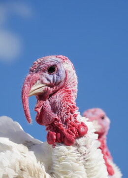 Two turkeys with red beaks and necks are standing in front of 