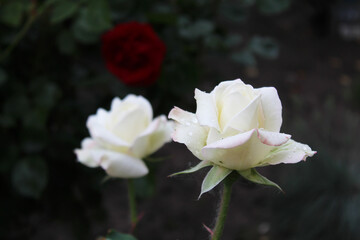 two beautiful white roses on a dark background, white rose in the garden