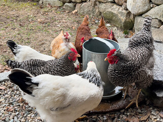 Chicken Hens drinking water 