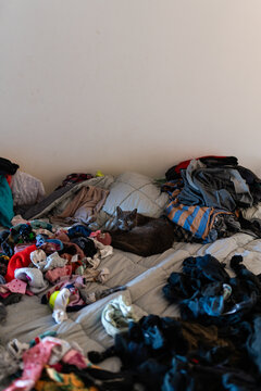Cat Hiding Among Bedroom Laundry Mess. UGC