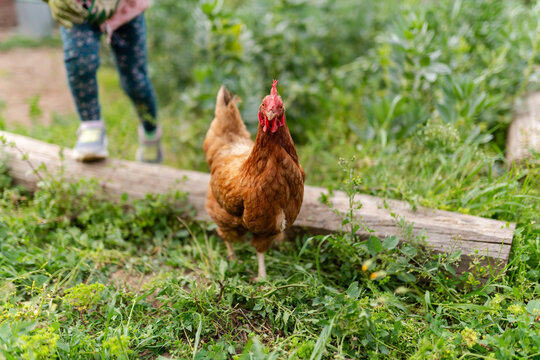 Free Range Chicken in Natural Farm Setting
