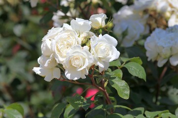 White roses close-up in the park on a blurred background

