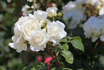 White roses close-up in the park on a blurred background
