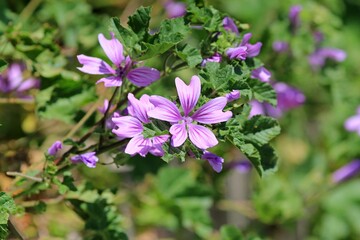 Pink flowers of Malva sylvestris in a meadow on a blurred background
