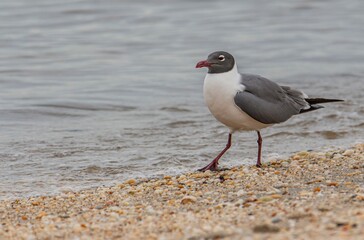 black headed gull