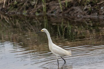 snowy egret in the marsh