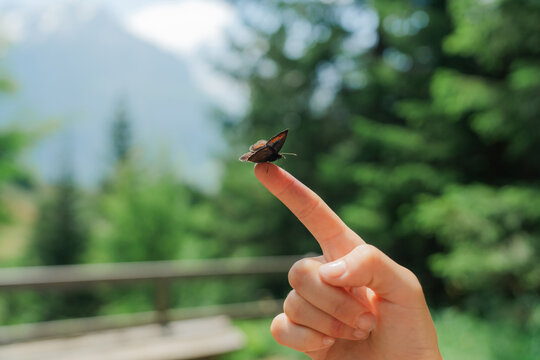 Butterly sitting on the finger in wilderness 
