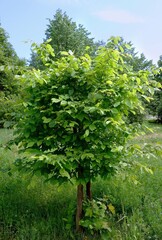 Alder a genus of trees and shrubs from the birch family, grows in the garden in spring.