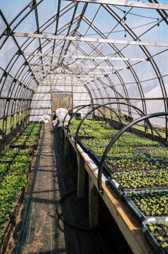 farm greenhouse filled with seedlings in spring season